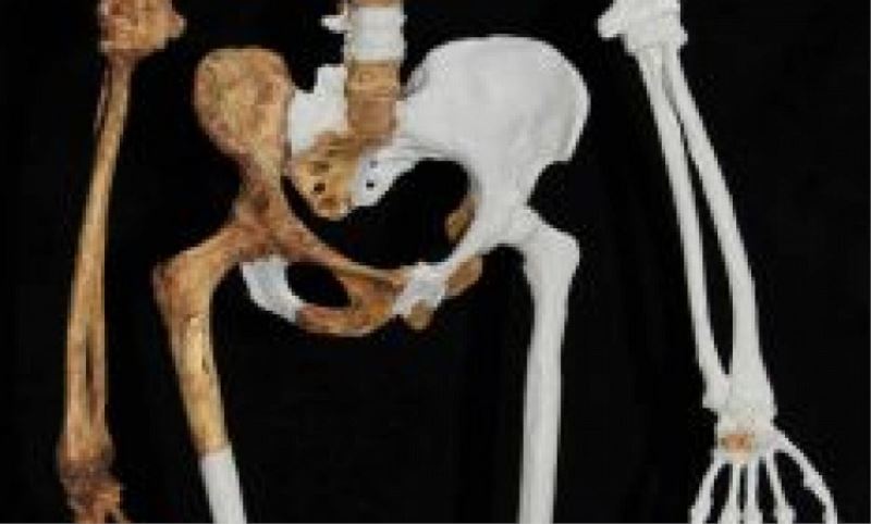 Ortak atanin iskeleti