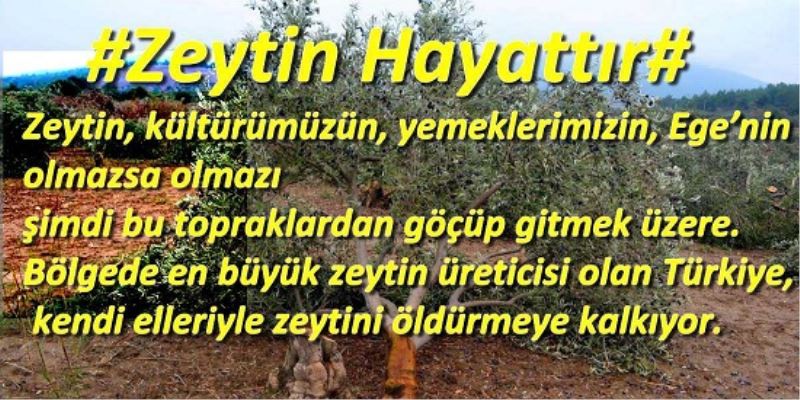 Zeytin Hayattir