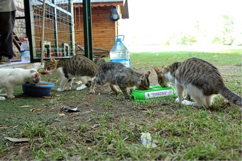 SOKAKTAKI CANLAR IÇIN BESLEME ÇALISMALARI SIKLASTIRILDI