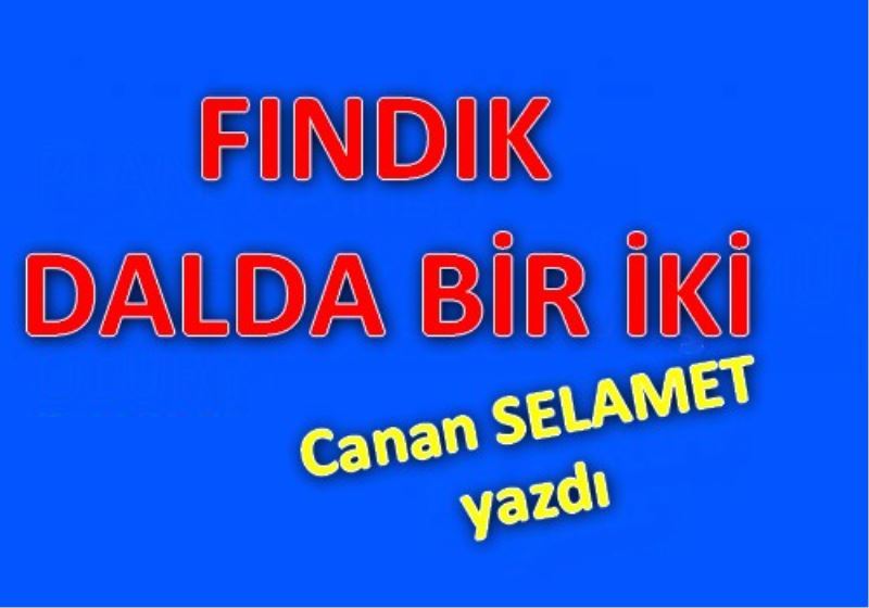 FINDIK DALDA BIR IKI