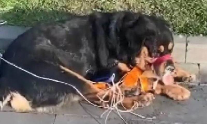 ESENLER'DE 'BARUT' ADLI KÖPEK SOKAKTA AGZI VE AYAKLARI BAGLI HALDE BULUNDU