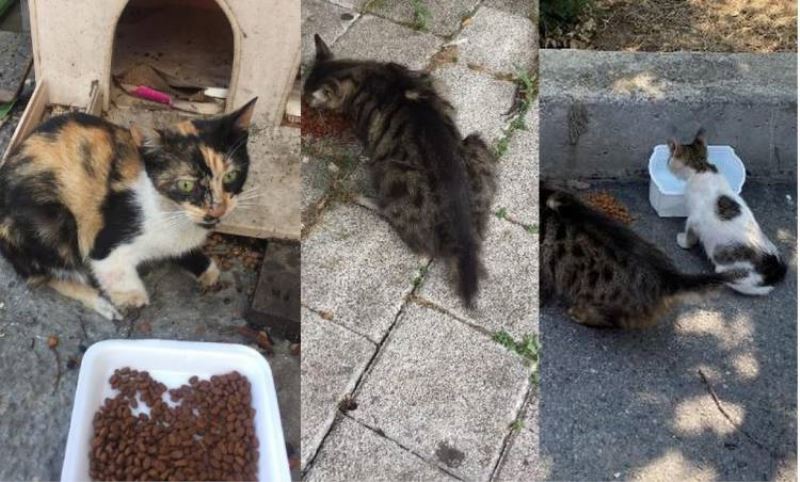 ESENLER'DE KEDILERIN BACAKLARINI VE KUYRUKLARINI KESTILER