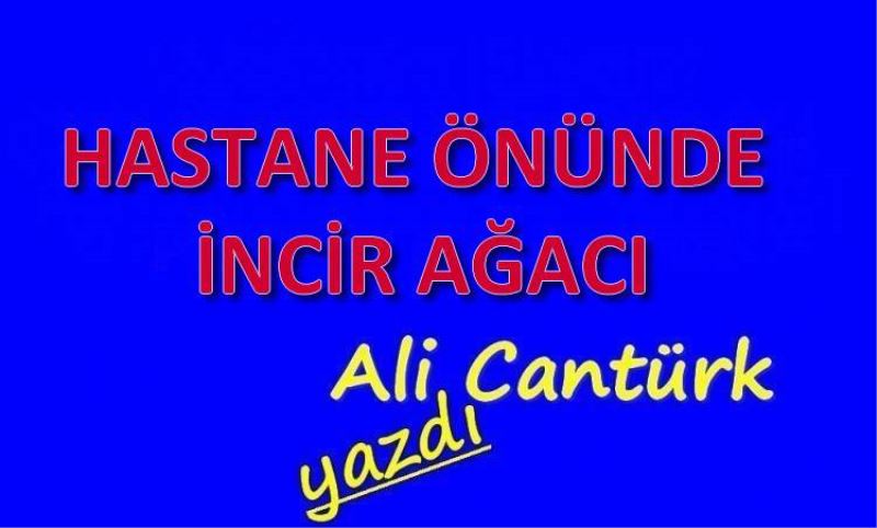 HASTANE ÖNÜNDE INCIR AGACI